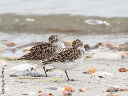 Two Semipalmated Sandpipers in alternate summer plumage roosting on the seashore photo