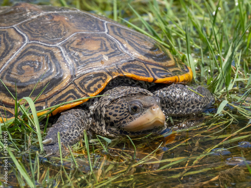 Close up of a Diamondback terrapin in shallow water and grass