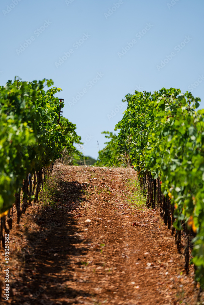Winery vineyard with white grapes ready for harvest