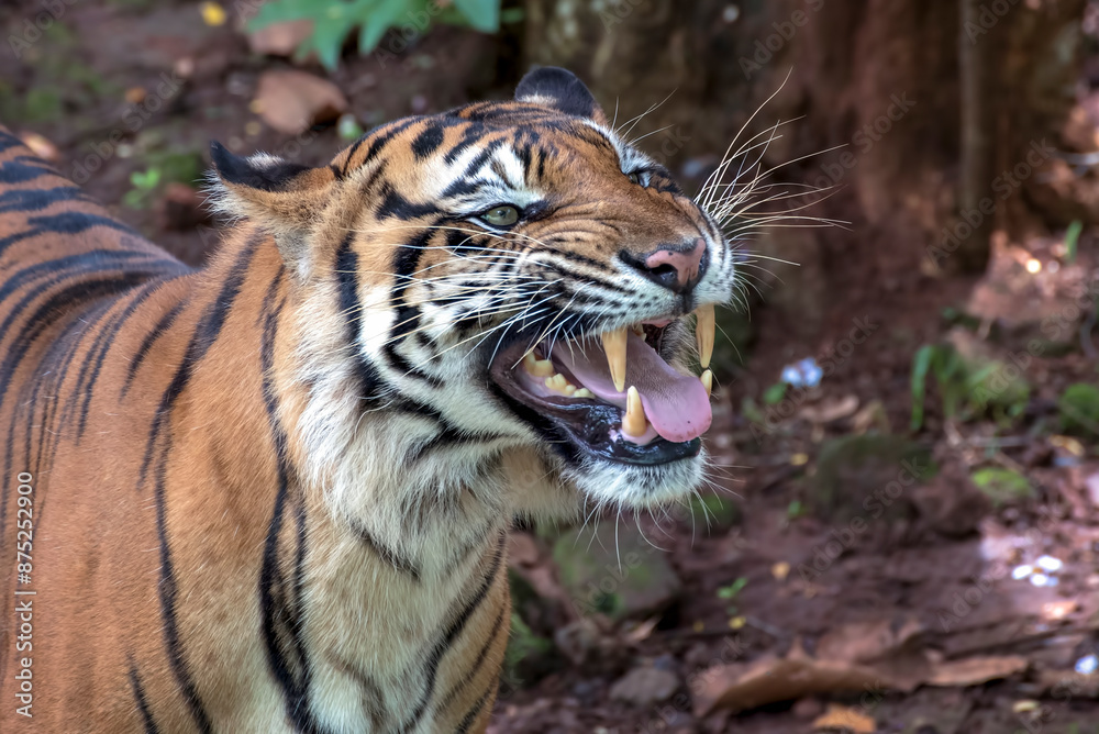 Obraz premium Close up photo of a sumatran tiger