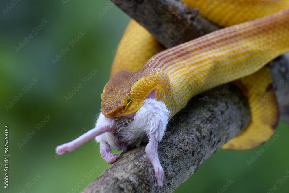 Mangrove pit viper on a tree branch Mangrove pit viper on a tree branch