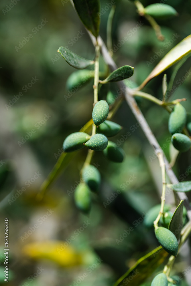 Close up olive tree branch on a farm in Greece Close up olive tree branch on a farm in Greece