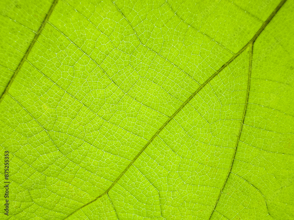 A close-up photograph of a green leaf with its veins clearly visible. A close-up photograph of a green leaf with its veins clearly visible.