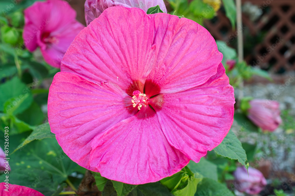 Giant Hardy Summer Hibiscus Blooming Flower in Summer Garden Giant Hardy Summer Hibiscus Blooming Flower in Summer Garden