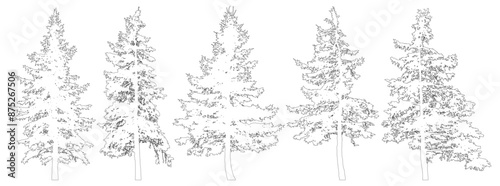 Set of fir trees for architecture and landscape design, line drawing, contour. Vector illustration