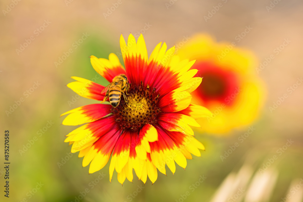 The flower shape slightly resembles a cosmos, but it is slender and beautiful. The flower shape slightly resembles a cosmos, but it is slender and beautiful.