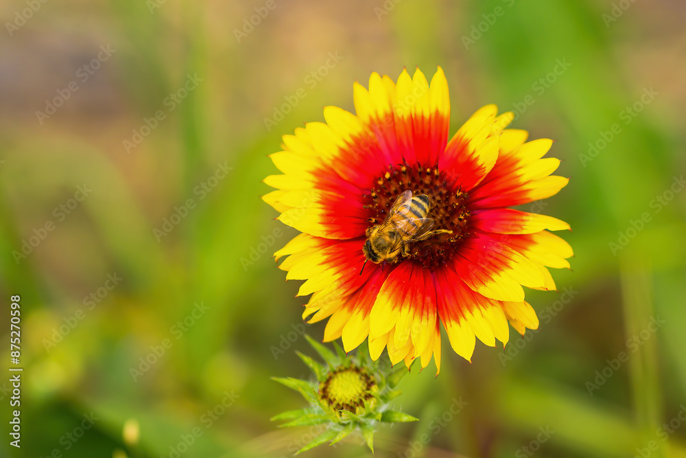 The flower shape slightly resembles a cosmos, but it is slender and beautiful. The flower shape slightly resembles a cosmos, but it is slender and beautiful.