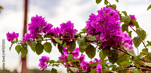 Purple Bougainvillea photo