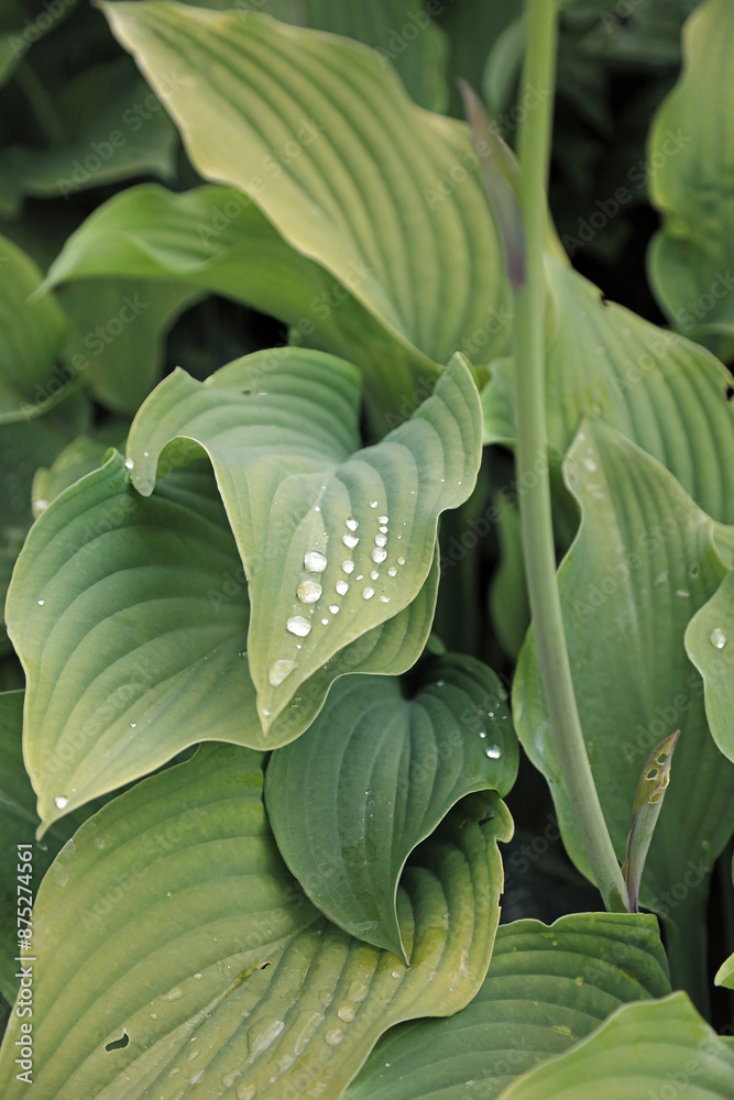 Macro image of rows of rain drops on Plantain lily leaves, North Yorkshire England
Macro image of rows of rain drops on Plantain lily leaves, North Yorkshire England