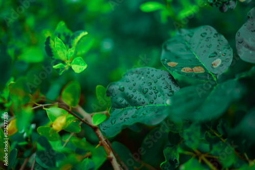 close up of a leaf in the forest