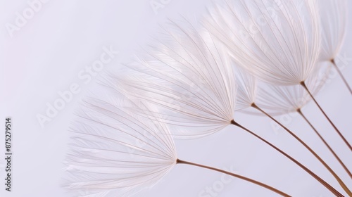 Ethereal macro photography of dandelion seeds