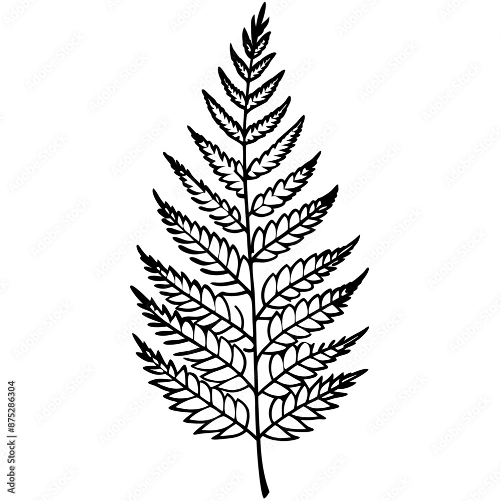 fern outline coloring book page line art illustration digital drawing fern outline coloring book page line art illustration digital drawing