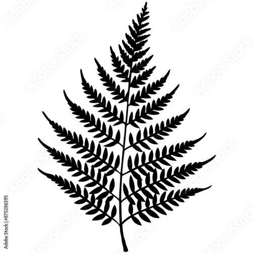 fern outline coloring book page line art illustration digital drawing