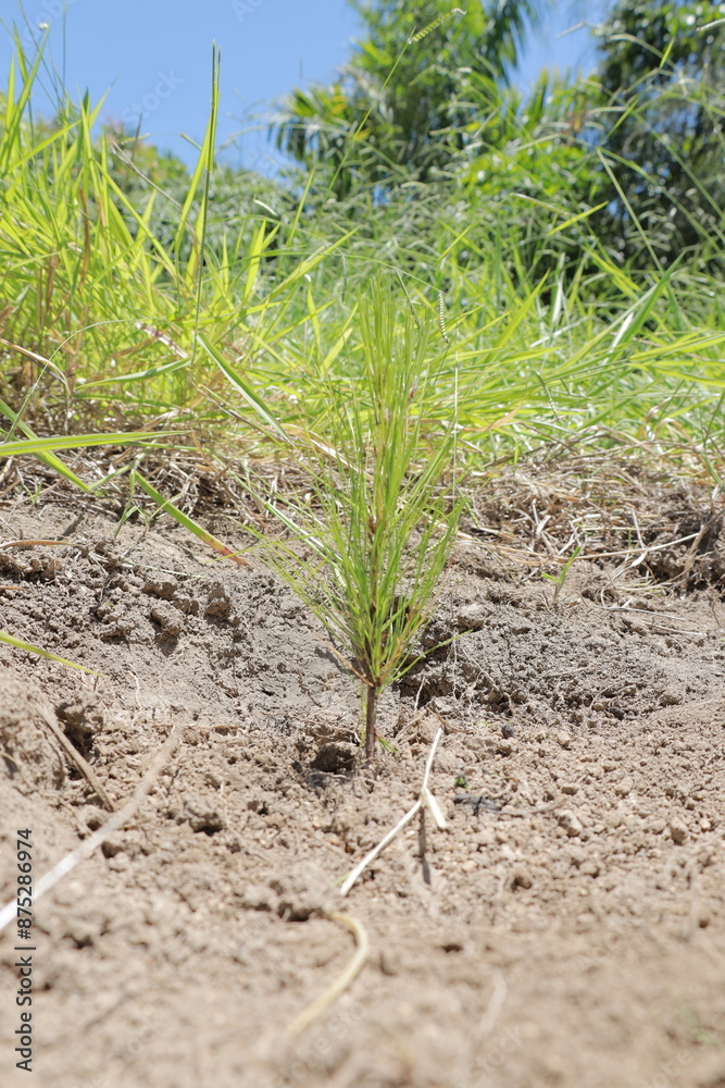 planting pine tree, sunny day. planting pine tree, sunny day.