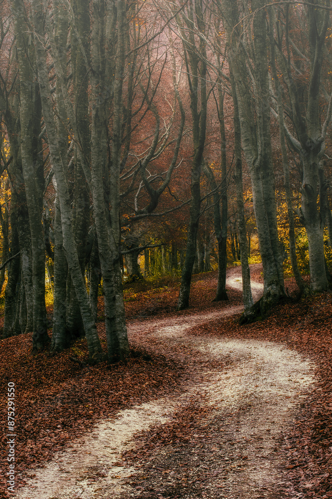 Obraz premium Canfaito - Sentiero