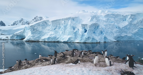 Penguins family standing together on mountain rocks top. Gentoo penguins colony on Antarctic coastline, towering iceberg, snow covered glacier in cold ocean water. Explore wildlife in Antarctica.