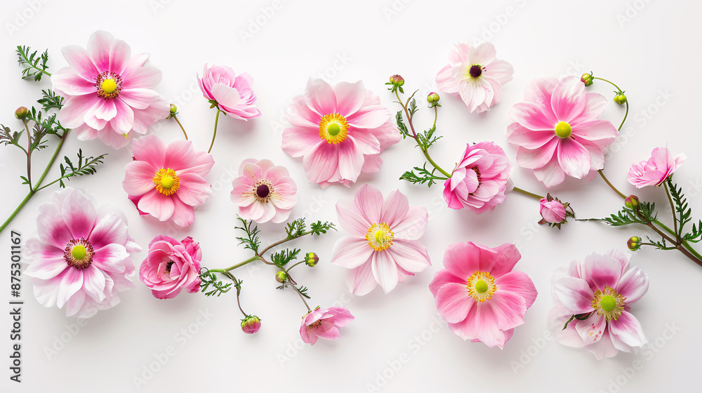 Flower composition with pink flowers on a white background. Flat lay, top view. Flower composition with pink flowers on a white background. Flat lay, top view.