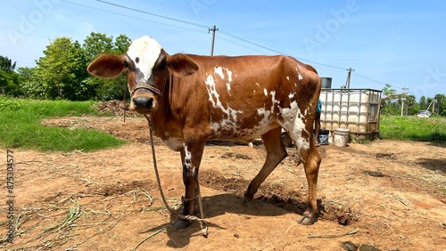 Herd of cows grazing in a green pasture.Cow in a field.The Indian white cow and calf closeup with selective focus and blur.Group of Cows in the Outdoor Countryside Grassland.black and brown colour cow