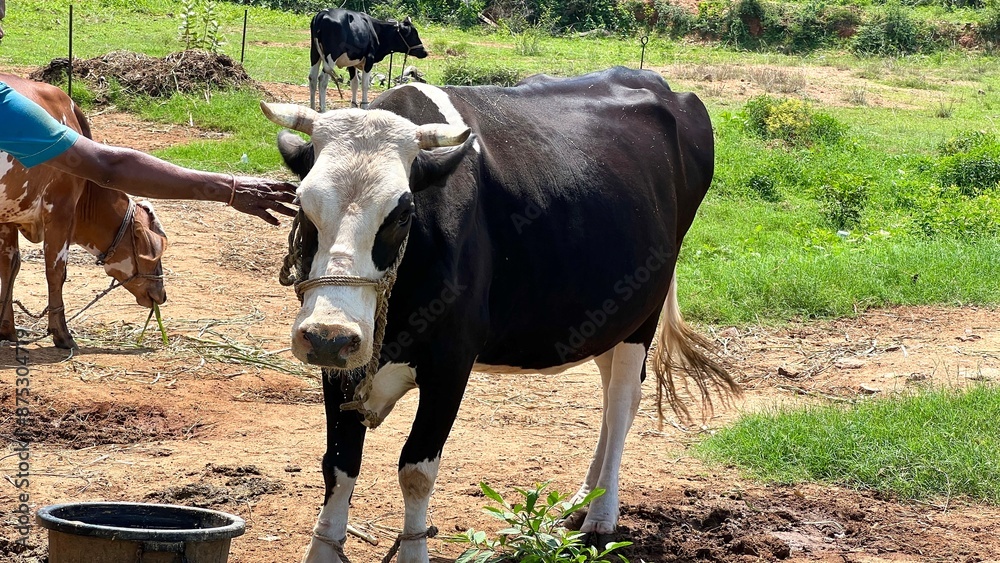 Herd of cows grazing in a green pasture.Cow in a field.The Indian white cow and calf closeup with selective focus and blur.Group of Cows in the Outdoor Countryside Grassland.black and brown colour cow Herd of cows grazing in a green pasture.Cow in a field.The Indian white cow and calf closeup with selective focus and blur.Group of Cows in the Outdoor Countryside Grassland.black and brown colour cow