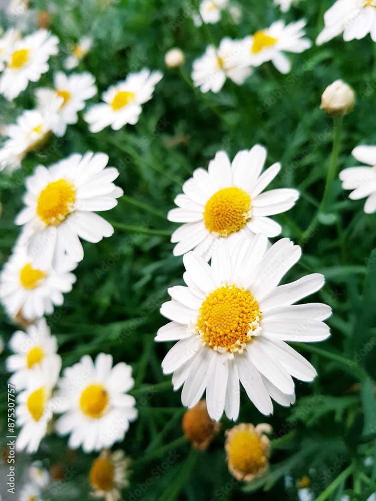 White daisies in the garden. Chamomile flowers. White daisies in the garden. Chamomile flowers.