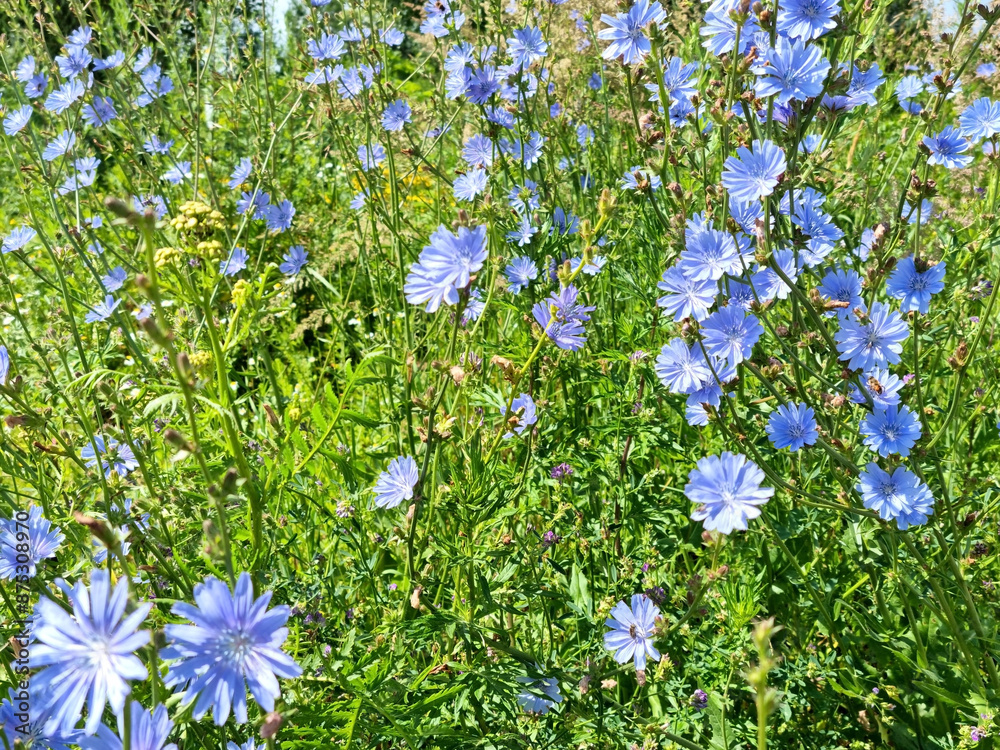 Summer forbs. Blooming chicory in the field. Selective focus Summer forbs. Blooming chicory in the field. Selective focus