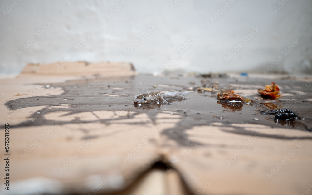 Fototapeta premium Gecko trapped in mouse glue trap