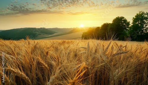 sunset over a wheat field #875313527