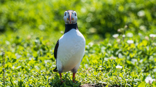 looking Puffin (Fratercula arctica)