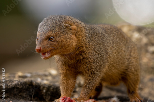 Dwarf mongoose portrait photo