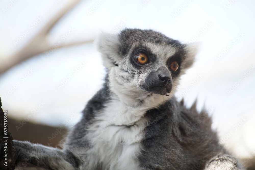 lemur lemur