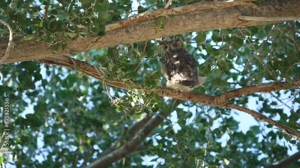 Great Horned Owl turning its head wild perched in a tree as the wind blows. Great Horned Owl turning its head wild perched in a tree as the wind blows.