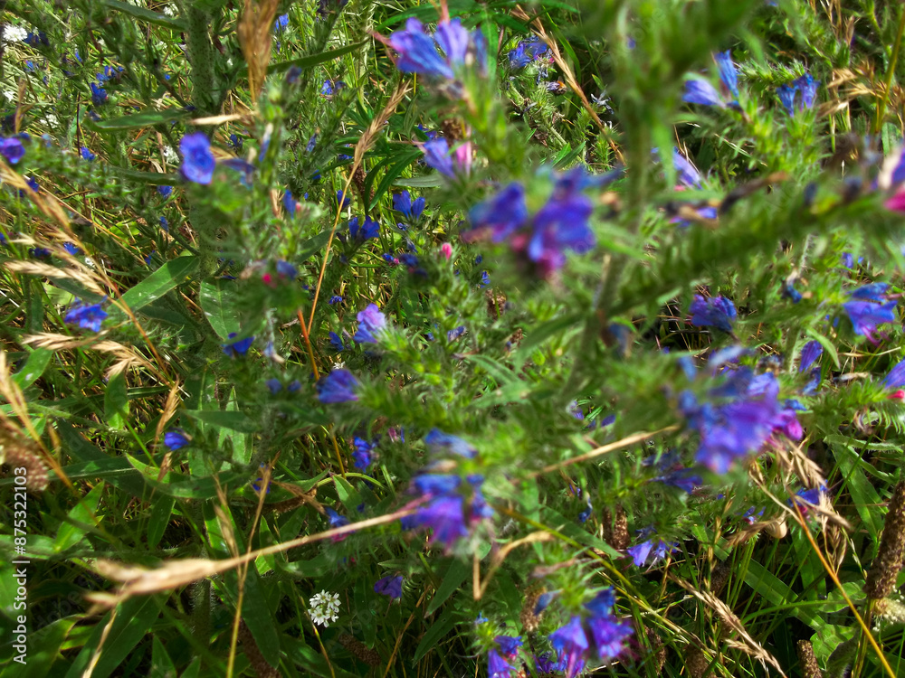 Blumen und Gräser auf einer Sommerwiese Blumen und Gräser auf einer Sommerwiese