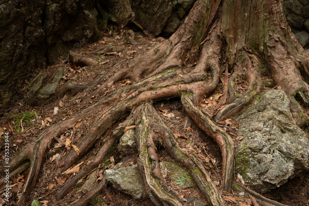 Twisted tree roots with green moss on ground background Twisted tree roots with green moss on ground background
