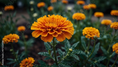 A short story about a gardener who discovers a mysterious marigold with supernatural properties ai_generated