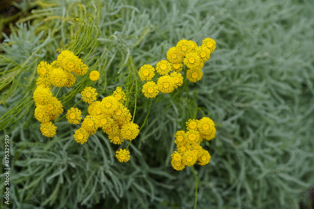 Santolina (Santolina chamaecyparissus L.), is a genus of plants in the chamomile tribe within the sunflower family, primarily from the western Mediterranean region. Hanover, Germany. Santolina (Santolina chamaecyparissus L.), is a genus of plants in the chamomile tribe within the sunflower family, primarily from the western Mediterranean region. Hanover, Germany.