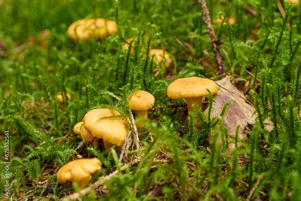 Exploring the forest floor for golden mushrooms among autumn foliage and diverse flora Exploring the forest floor for golden mushrooms among autumn foliage and diverse flora