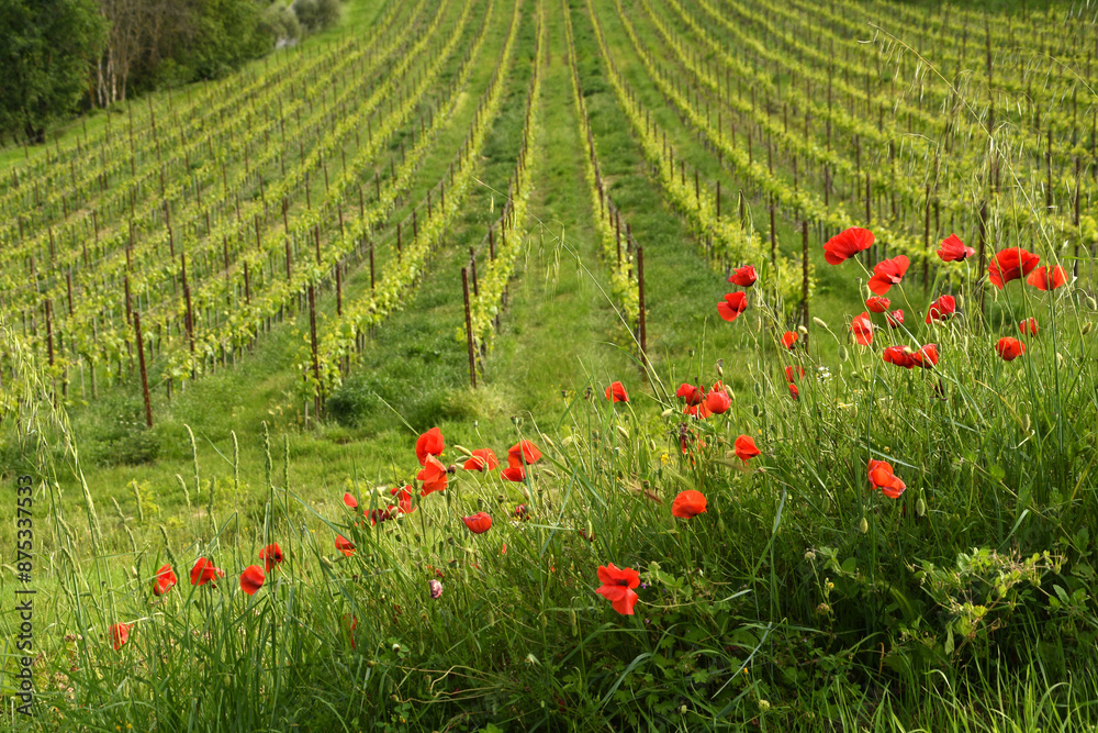 Εκτύπωση καμβά Beautiful red poppies with young rows of vineyards on the background in the Chianti region of Tuscany