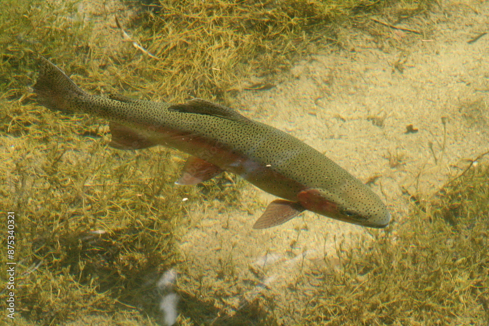 Big Rainbow in a little pond. Big Rainbow in a little pond.