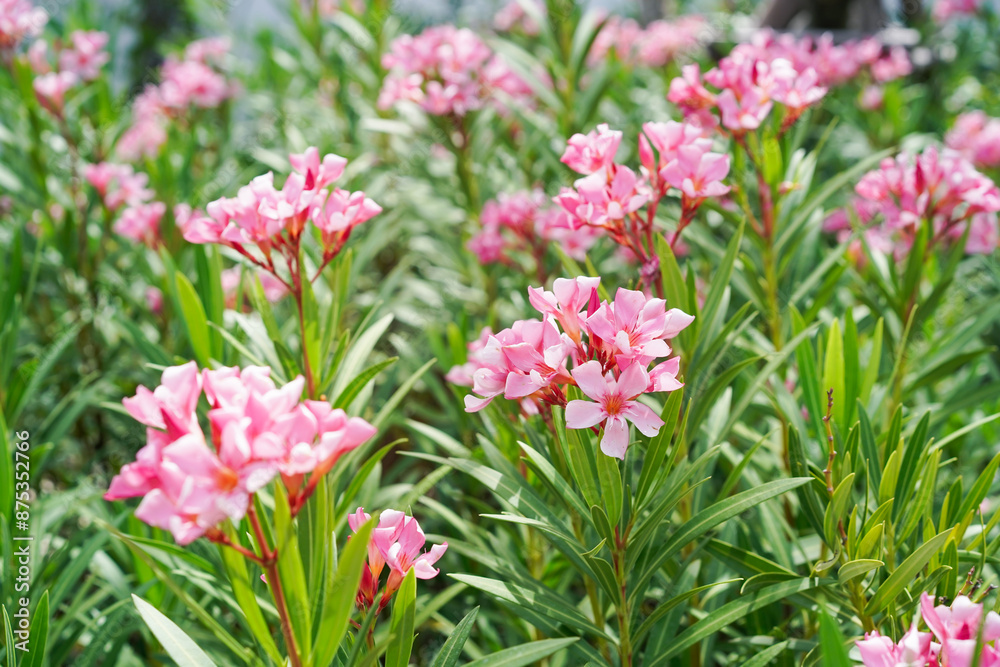 Fototapeta premium Nerium oleander (oleander or rosebay) in the natural garden background. Inspirational Motivational quote- Start your Tuesday morning light with pink flowers. Tuesday Quote.