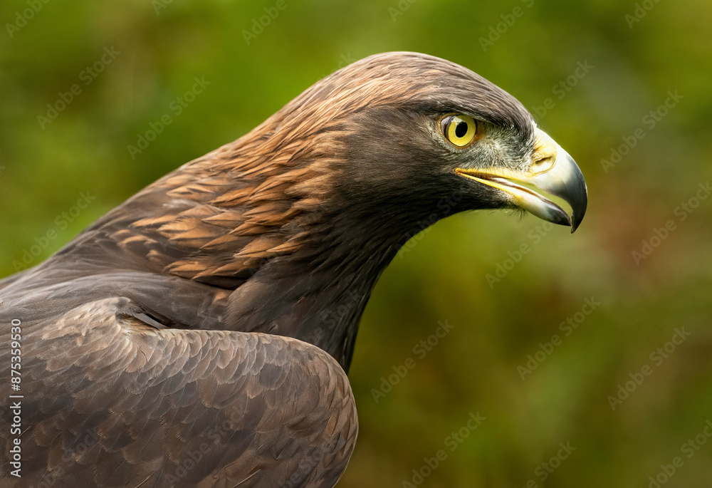 Fototapeta premium Golden Eagle staring forwards, side angle portrait