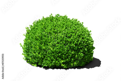 Photos Buxus sempervirens boxwood round spherical green bush isolated