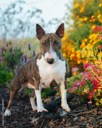 Tableau sur toile Miniature Bull Terrier posed for a portrait by colorful flowers
