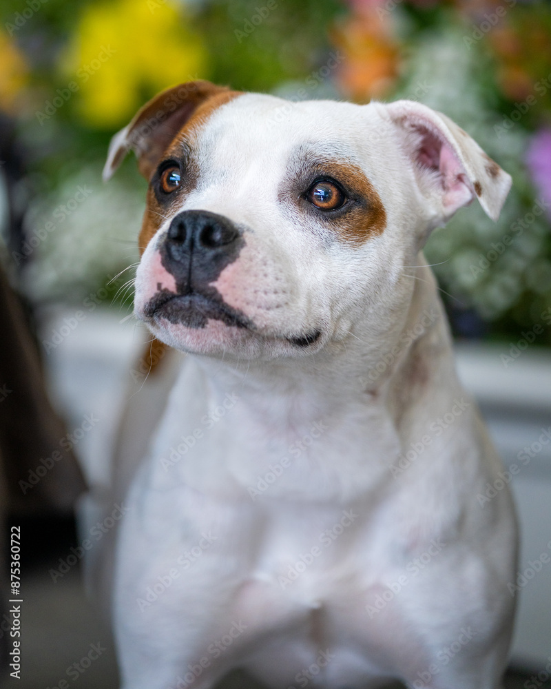 Staffordshire bull terrier posed for a natural portrait Staffordshire bull terrier posed for a natural portrait