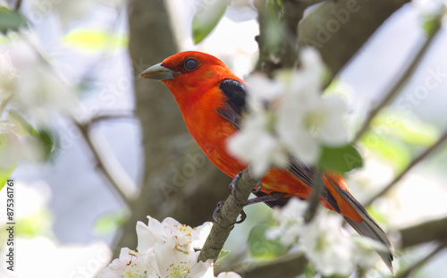 Scarlet Tanager spring 2024