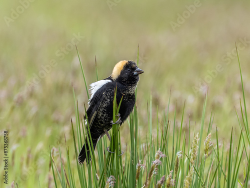 Male Bobolink in alternate summer plumage perched in grass photo