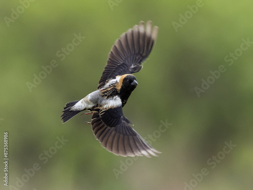 Male Bobolink in alternate summer plumage in flight photo