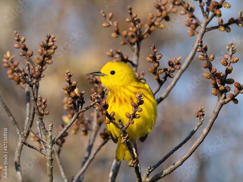 Close up of a perched male Yellow Warbler in alternate summer plumage