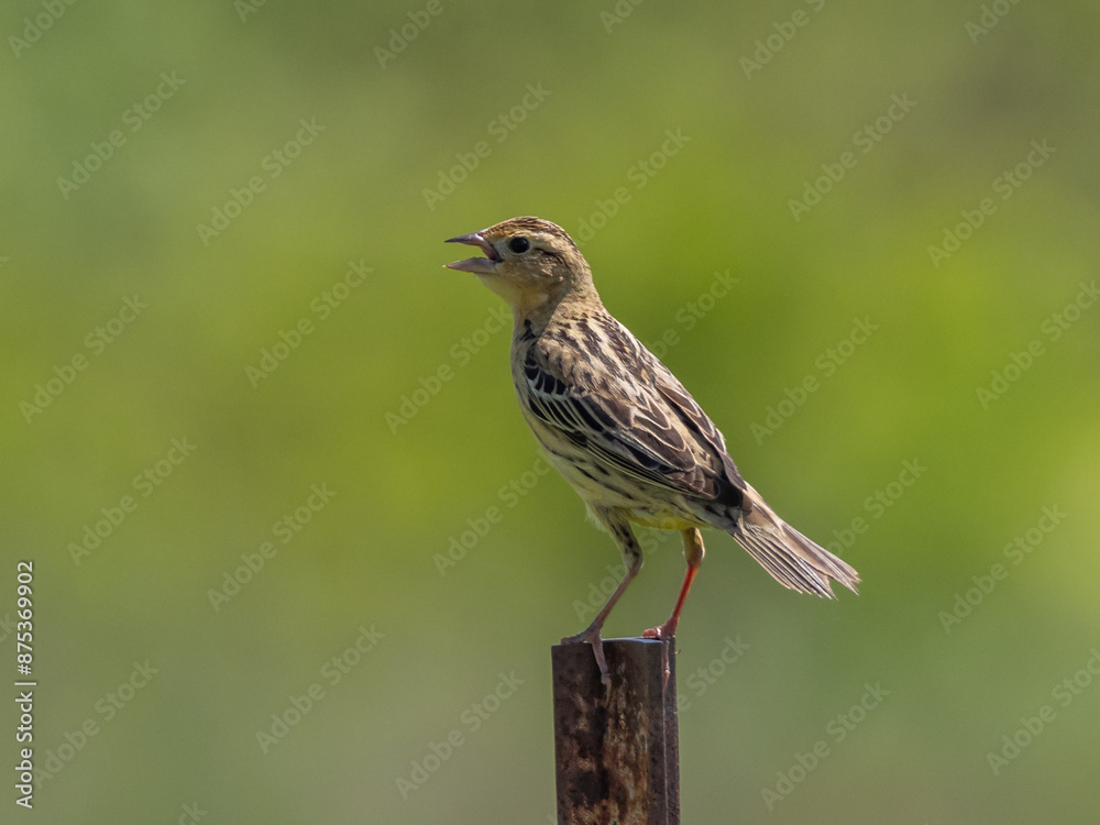 Female Bobolink perched on a post and singing Female Bobolink perched on a post and singing