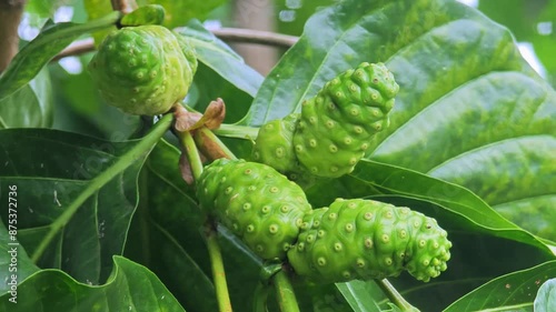noni indian fruit