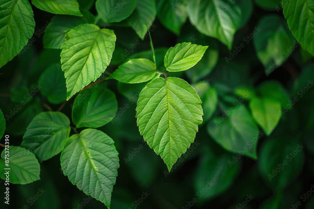 Vibrant Green Leaves Close-Up: Lush and Fresh Natural Foliage Vibrant Green Leaves Close-Up: Lush and Fresh Natural Foliage